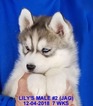 Small Photo #29 Siberian Husky Puppy For Sale in MANILLA, IA, USA