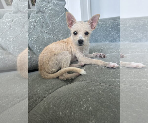 Medium Photo #2 Chihuahua-Unknown Mix Puppy For Sale in Sandy, UT, USA