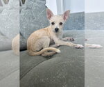 Small #1 Chihuahua Mix