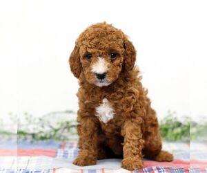 Goldendoodle Puppy for sale in EAST EARL, PA, USA