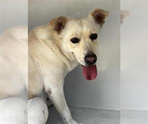 Carolina Dog Dogs for adoption in Houston, TX, USA