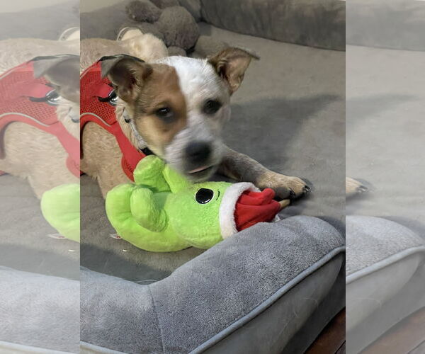 Medium Photo #2 Mutt Puppy For Sale in Garden City, NY, USA