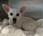 Small #2 Chihuahua Mix
