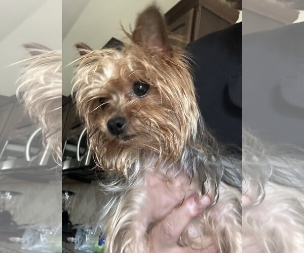 Medium Photo #5 Mutt Puppy For Sale in Spring, TX, USA