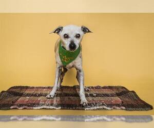 Rat-Cha Dogs for adoption in Corona, CA, USA