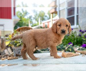 Medium Goldendoodle