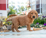 Puppy Teddy Goldendoodle