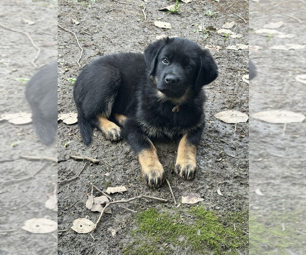 Medium Photo #5 German Shepherd Dog-Unknown Mix Puppy For Sale in West Sacramento, CA, USA