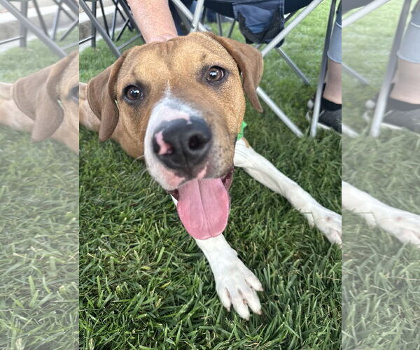 Medium Photo #16 American Pit Bull Terrier-Unknown Mix Puppy For Sale in Germantown, OH, USA