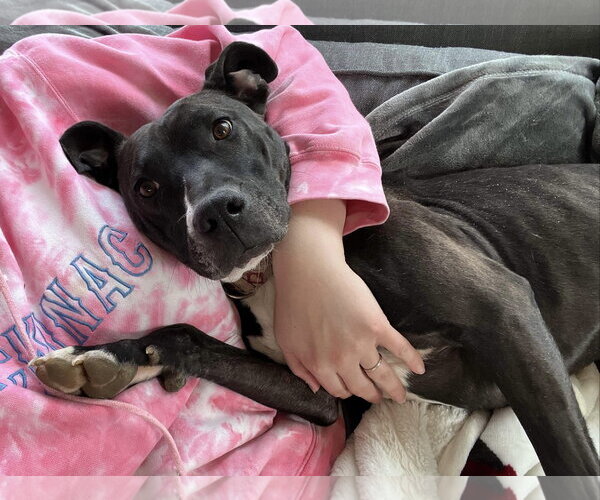 Medium Photo #11 American Pit Bull Terrier-Unknown Mix Puppy For Sale in Germantown, OH, USA