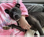 Small #10 American Pit Bull Terrier Mix