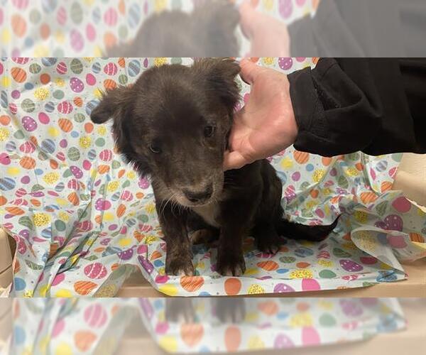 Medium Photo #1 Chihuahua-Unknown Mix Puppy For Sale in Modesto, CA, USA