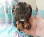 Small Photo #2 Morkie Puppy For Sale in KENDALL, WI, USA
