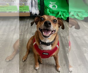 Chihuahua-Unknown Mix Dogs for adoption in Ellijay, GA, USA