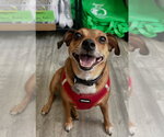 Small Chihuahua Mix
