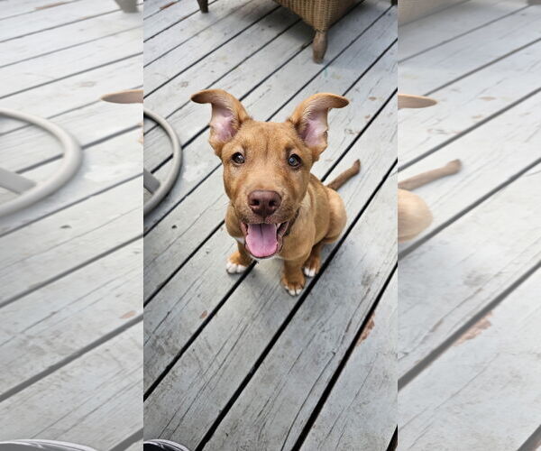 Medium Photo #4 Mutt Puppy For Sale in Farmington, MN, USA