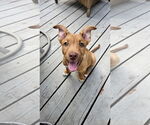 Small #3 Mutt