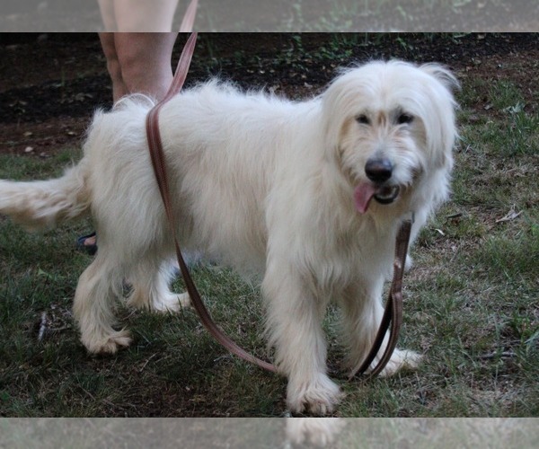 Medium Photo #7 Goldendoodle Puppy For Sale in TIMBERLAKE, NC, USA