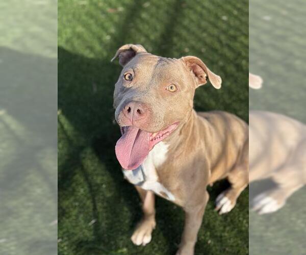 Medium Photo #3 Mutt Puppy For Sale in West Valley, UT, USA