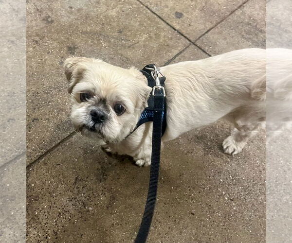 Medium Photo #9 Shih Tzu Puppy For Sale in Staten Island, NY, USA