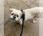 Small #8 Shih Tzu