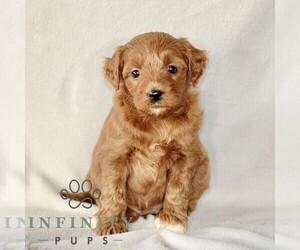 Goldendoodle (Miniature) Puppy for sale in GORDONVILLE, PA, USA