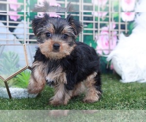 Yorkshire Terrier Puppy for sale in MARIETTA, GA, USA