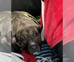 Small Photo #7 Labrador Retriever-Plott Hound Mix Puppy For Sale in Atlanta, GA, USA