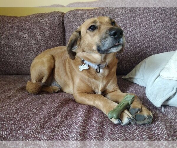 Medium Photo #7 Mutt Puppy For Sale in Boston, MA, USA