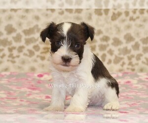 Schnauzer (Miniature) Puppy for sale in DENVER, PA, USA