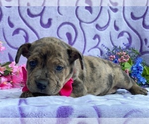 French Bulldog-Shetland Sheepdog Mix Puppy for sale in LANCASTER, PA, USA