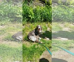 Small #1 Border Collie