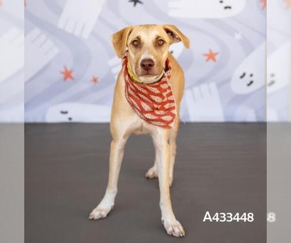 Medium Photo #1 Labrador Retriever Puppy For Sale in Conroe, TX, USA