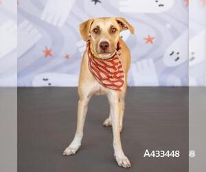 Labrador Retriever Dogs for adoption in Conroe, TX, USA