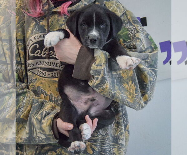 Medium Photo #3 American Bulldog-Unknown Mix Puppy For Sale in Huntley, IL, USA
