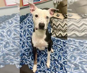 Siberian Husky-Unknown Mix Dogs for adoption in Peoria, IL, USA