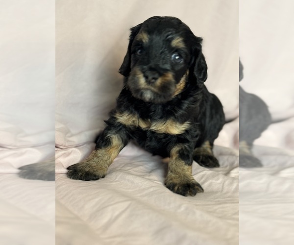 Medium Photo #7 Bernedoodle (Miniature) Puppy For Sale in LONGMONT, CO, USA