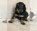 Venice - Female Bernedoodle (Miniature) Puppy for Sale - Photo #7
