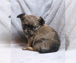 Chihuahua Puppy for sale in MUSKOGEE, OK, USA