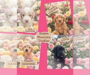 Golden Mountain Doodle Puppy for sale in CORBIN, KY, USA