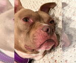 Small #10 American Pit Bull Terrier Mix