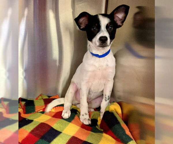 Medium Photo #1 Mutt Puppy For Sale in Moreno Valley, CA, USA