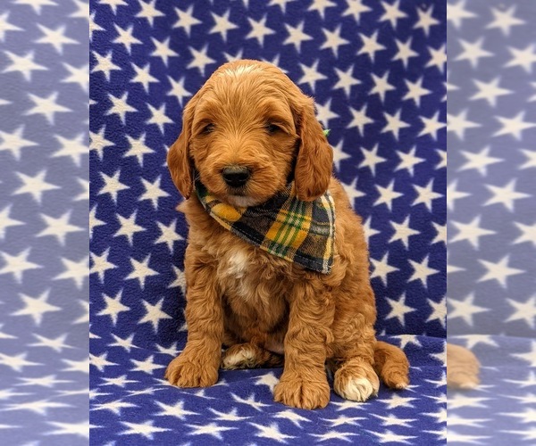 Medium Photo #5 Goldendoodle-Poodle (Miniature) Mix Puppy For Sale in LINCOLN UNIV, PA, USA