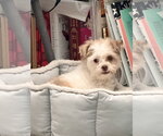 Small Photo #7 Maltipoo (Miniature) Puppy For Sale in Dana Point, CA, USA