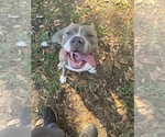 Small Photo #1 American Bully Puppy For Sale in POLK CITY, FL, USA