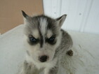 Small Photo #2 Siberian Husky Puppy For Sale in HUDSON, MI, USA