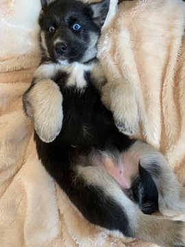 Medium Photo #5 German Shepherd Dog-Siberian Husky Mix Puppy For Sale in HARRISON, AR, USA