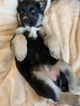 Small Photo #5 German Shepherd Dog-Siberian Husky Mix Puppy For Sale in HARRISON, AR, USA