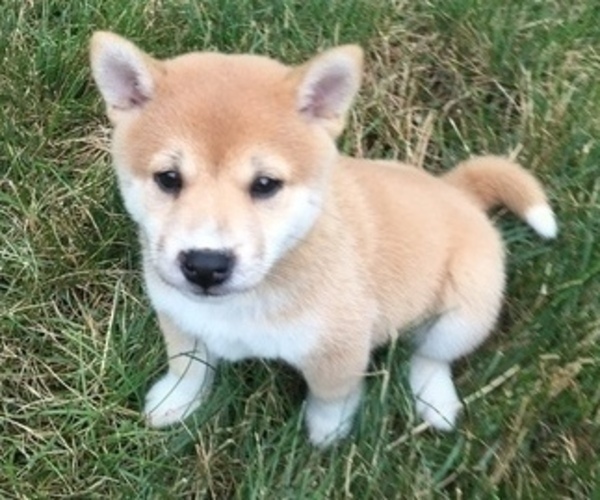 Medium Photo #2 Shiba Inu Puppy For Sale in MILLERSTOWN, PA, USA