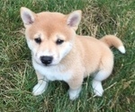 Small Photo #2 Shiba Inu Puppy For Sale in MILLERSTOWN, PA, USA